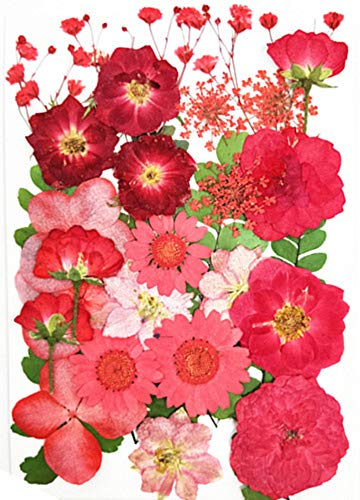 Fiori pressati secchi per decorazioni floreali arte artigianato Scrapbooking fiori pressati secchi per fai da te candela resina artigianato (rosso)