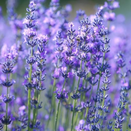 Semi di lavanda resistenti - esterno, giardino interno esotiche perenni 55pcs