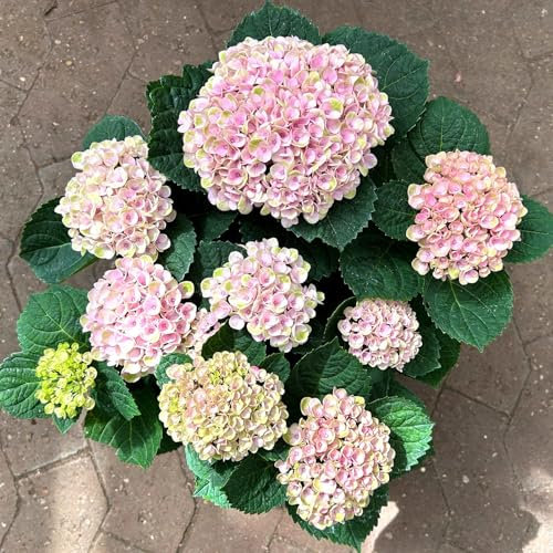 Hortensie 'Magical Revolution®' rosa, Topf-Ø 14 cm, H: 40 cm
