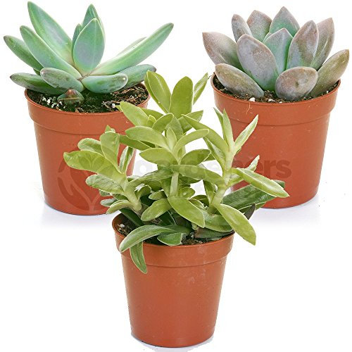 GardenersDream 3 Succulent Plants - Real Indoor Plant for Desks, Shelves, and Windowsills - Healthy and Lively Air Purifying Plants - Great Gifts for Plant Lovers (5–25 cm)