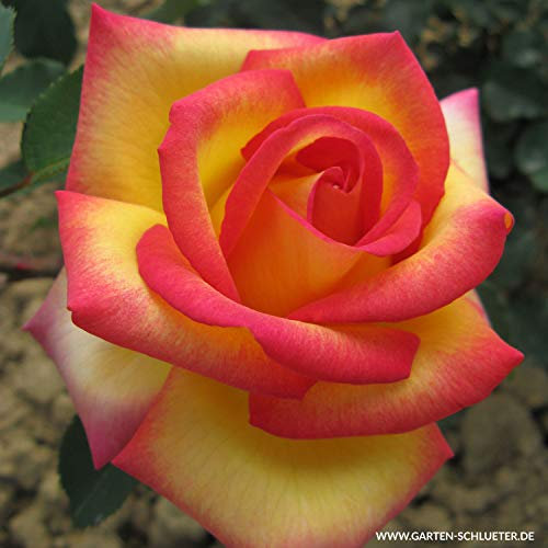 Edelrose Jean Piat in mehrfarbig - Duftrose winterhart - Rosen-Blüte in mehrfarbig - Rose leicht duftend im 5 Liter Container von Garten Schlüter - Pflanzen in Top Qualität