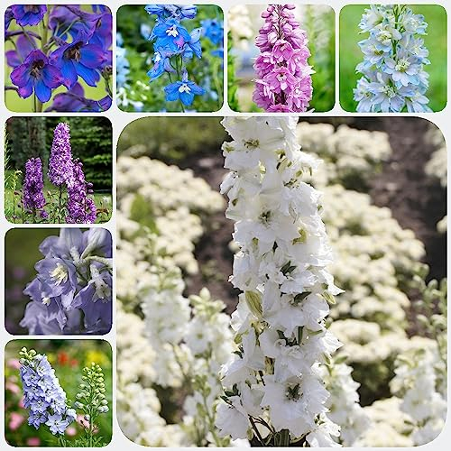 500 Pcs Rittersporn Mehrjährig Samen Delphinium Schnittblumen, Exotische Pflanzen Consolida Ajacis Blumensamen Balkon, Bodendecker Pflanzen Winterhart Stauden Winterhart Mehrjährig