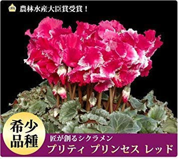 Jahreszeiten mehrjährige Blumensamen Cyclamen-20 Samen : Seeds Only