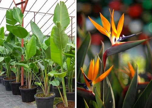 15 Graines de Oiseau du Paradis BLANC - Strelitzia Nicolai - Plante tropicale - Fleur Plante Jardin - 296