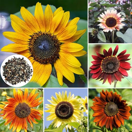 50 Pcs Graines de Tournesol Mélangées Non Traitées, Graines de Fleurs Pollinisées Naturellement pour Jardins, Balcons et Cours