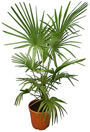Winterharte Hanfpalme XL - Trachycarpus fortunei - Gesamthöhe 140-160 cm - Topf Ø 36 cm