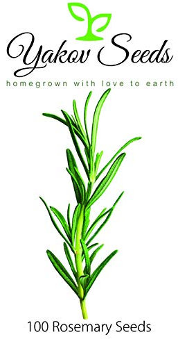 Rosemary (80 graines)