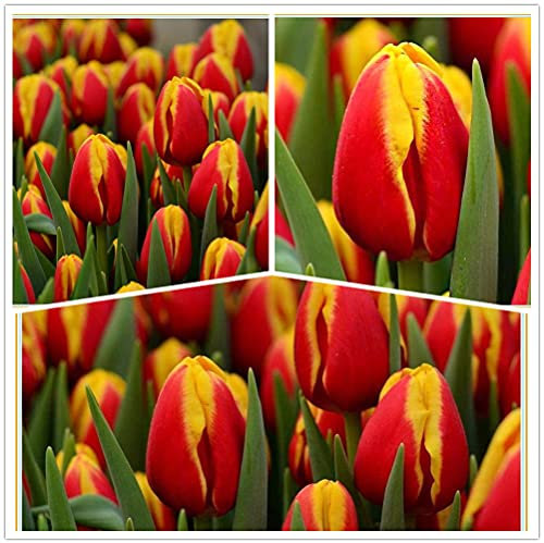 Tulip Bulbs-Romantic purple flowers, wonderful gardening planting flowers, surprise Valentine's Day gifts-20 Bulbi:Seeds only