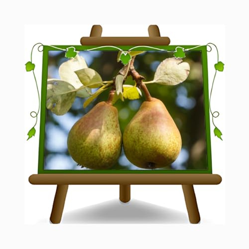Peral Conference - Plantas frutales antiguas en maceta de un jarrón de 20 - Árbol máx. 170 cm – 2 años cultivo Italia