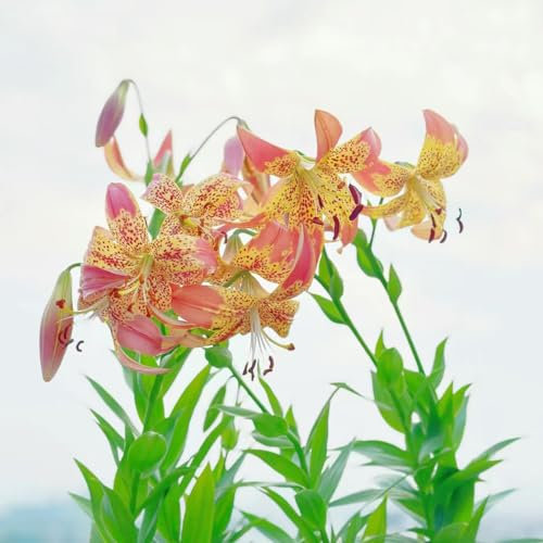 3 pcs lilien zwiebeln kaufen - Lilium brownii - frühblüher zwiebeln, schnittblumen riesenlilien baumlilien winterhart knollen frühjahrsblüher topfpflanzen echt topfpflanzen für draußen,