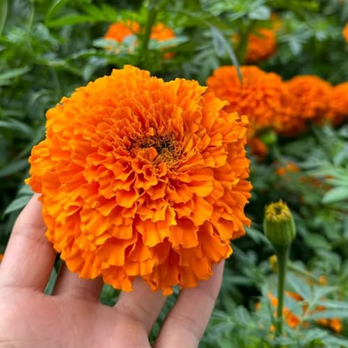 Semillas de caléndula, de siembra de otoño Tagetes erecta semillas de silvestres 800pcs