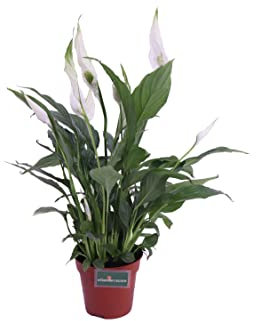 Pianta di Spatifillo Pianta di Spathiphyllum pianta da inerno pianta da fiore bianco pianta ornamentale di Spatifillo pianta vera venduta da eGarden.store (Vaso 12 cm)