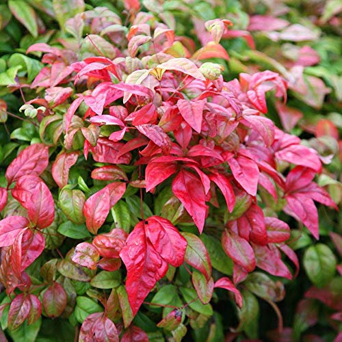 Nandina domestica Firepower Hardy Evergreen Heavenly Bamboo Shrub Plant in Pot (9cm Pot, 20-30cm)