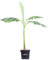Pianta di Banano Giapponese o Musa Basjoo pianta tropicale ornamentale da esterno o interno pianta vera da arredo venduta da eGarden.store (Vaso 24 cm)