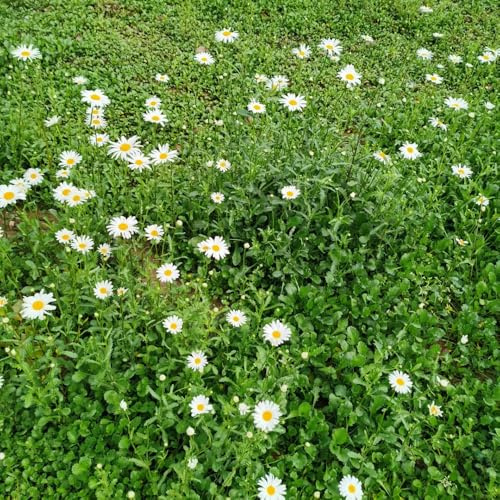 semillas de margarita organicas, silvestres, para bancales elevados de margarita, perenne resistente que cubre el suelo de balcón 300pcs