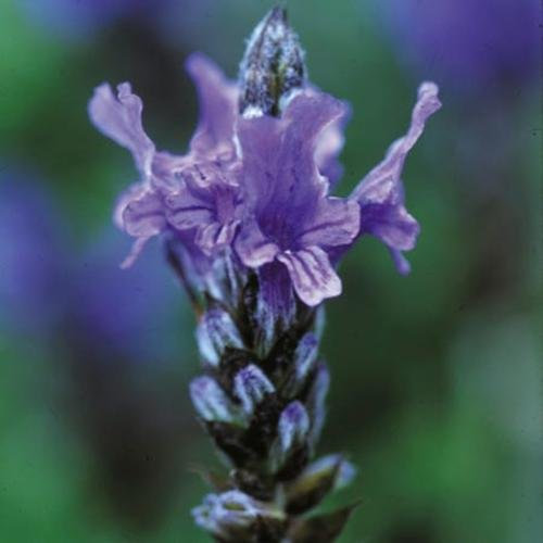 Lavender Seeds - multifida Blue Wonder