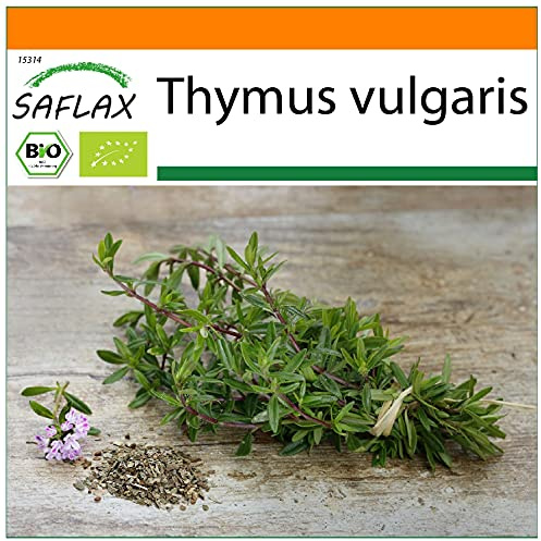 SAFLAX - Garden in the Bag - Ecológico - Tomillo - 800 semillas - Con sustrato de cultivo en un sacchetto rigido fácil de manejar. - Thymus vulgaris