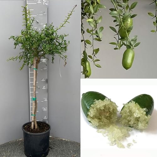SAVINI VIVAI Planta de Limón, Caviar Verde, Faustrime, Árbol de Cítricos, Tilo, Plántula de Limón en Maceta, 24 cm Altura 80-100 cm 3 Años de Injerto,