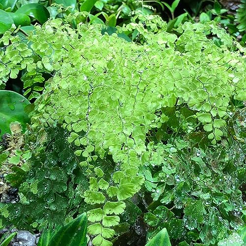 10 pcs farn zimmerpflanze samen - pflanzensamen,Pteridium aquilinum, deko pflanze zimmerpflanzen bäume garten winterhart garten geschenke für männer indoor garden historisches saatgut