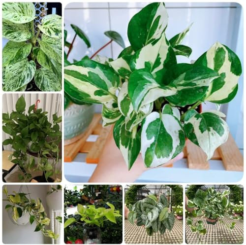 efeutute hängend samen - samen zimmerpflanzen steingartenpflanzen winterhart pothos pflanze bonsai exotische pflanzen hochbeet balkonpflanzen winterhart mehrjährig pflanzen saatgut 80pcs