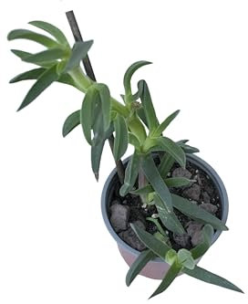 Carpobrotus acinaciform fico degli ottentotti succulenta fiori viola fucsia fico degli Ottentotti