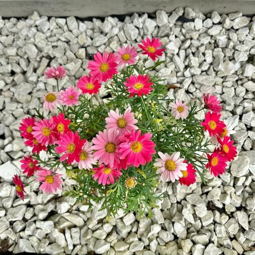 Semi di margherita perenne-serra balcone,giardino interno decorazione da giardino,molto adatta alle e agli insetti vaso 250pcs