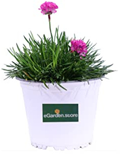 Pianta di Armeria Maritima pianta da fiore varie colorazioni pianta da esterno pianta vera di Armeria pianta ornamentale venduta da eGarden.store (Fucsia)