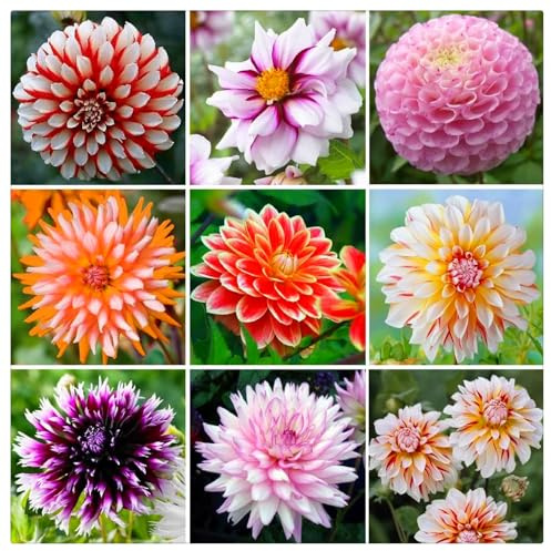 Dahlia Bulbs UK,Excellent Display,Potted-Plants-Rhizome,Dahlia Plants for Garden-4bulbs-I
