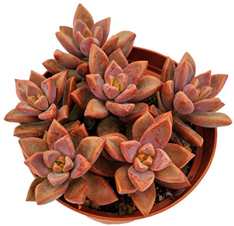 Fat Plants San Diego Succulent Plant(s) Fully Rooted in 4 inch Planter Pots with Soil - Real Live Potted Succulents/Unique Indoor Cactus Decor (1, Vera Higgins)