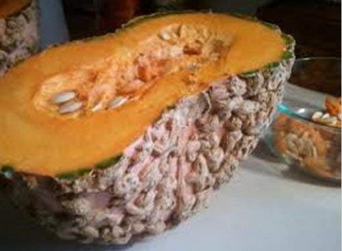 Frais non OGM français Heirloom galeux D'EYSINES citrouille rares - 12 graines - verruqueuse citrouille