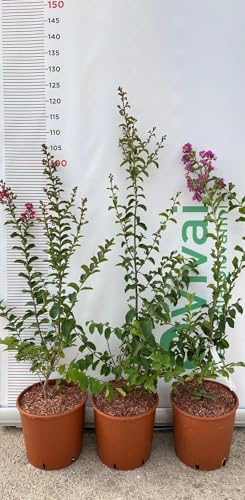 PIANTA DI LAGERSTROEMIA INDICA PETITE RED ROSSA VASO 20 CM (foto reale)