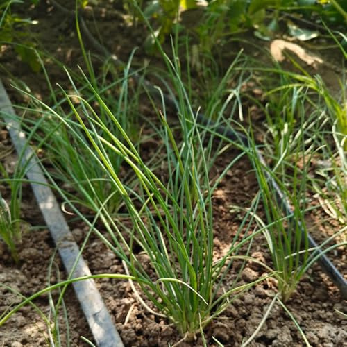 Semillas de cebollino, resistentes para el jardín orgánicas 150pcs