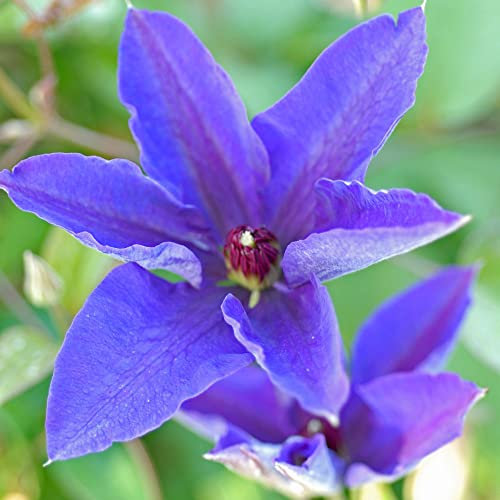 Clematis 'The President' Purple Blooms Old Man's Beard Deciduous Hardy Climbing Shrub RHS AGM Pruning Group 2 Easy to Grow Your Own Garden Flowers 1 x 1.7-Litre Potted Plant by Thompson and Morgan