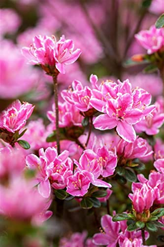 Rhododendron obtusum 'Kermesina Rose' 30-40 cm - Azalee, rosafarbene Blüten, Blütezeit Mai-Juni, ideal für Kübel und Rabatten, winterhart und pflegeleicht