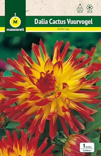 Mascarell Semillas, DALIA CACTUS WUURVOGEL, Semillas Bulbosas, Bulbos de Flores Primavera Fácil de Cultivar, Bolsa 1 Bulbo