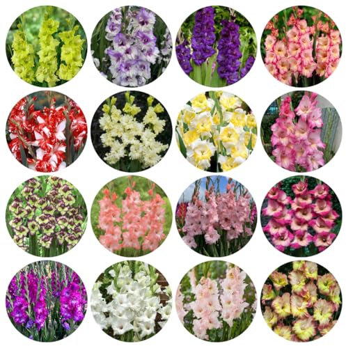 gladiolenzwiebeln winterhart mehrjährig - garten exotische gartendeko für draußen 15pcs
