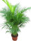 Planta de interior - Planta para la casa o la oficina - Chrysalidocarpus lutescens Palmera Areca - Palmera mariposa - 1 metro