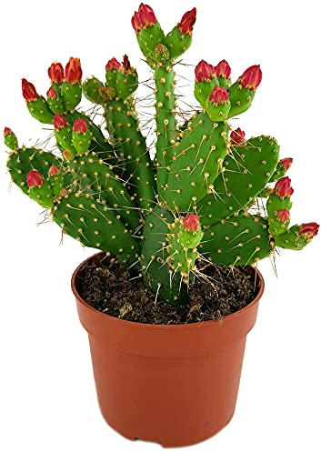 Fangblatt - Opuntia quitensis - exotischer Gliederkaktus im Ø 10 cm Topf, ↑ ca. 20 cm - exotischer Kaktus - pflegeleichte Zimmerpflanze