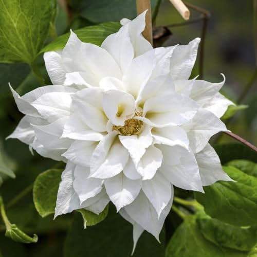 Carbeth Plants 1 x Clematis Duchess of Edinburgh Climbing Plant in 9cm Pot - White Double Petal Summer Flowering Garden Ready Shrub - Deciduous Outdoor Climber for Walls, Fences or Trellis
