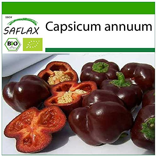 SAFLAX - BIO - Peperone - Sweet Chocolate - 10 semi - Capsicum annuum
