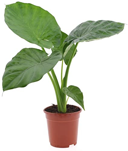 Plant in a Box - Alocasia Macrorrhiza - Plante d'intérieur - Oreille d'éléphant - Alocasie - Pot 17cm - Hauteur 60-70cm