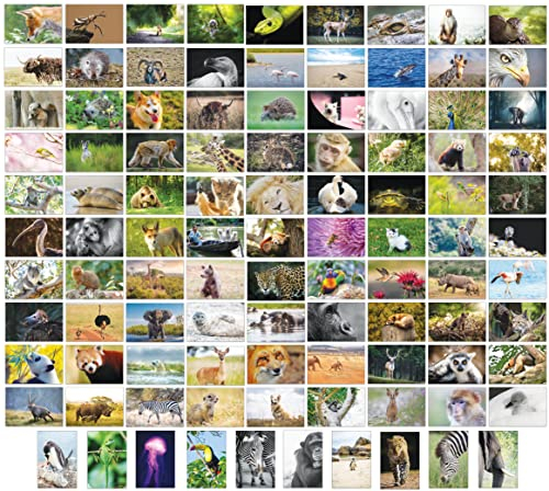 Bear and Bee 100 Tierpostkarten mit 100 verschiedenen Motiven Postkarten Tiere (100 Fotokarten)