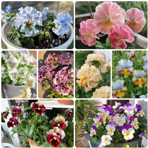 stiefmütterchen balkon stiefmütterchensamen frühlingsblume gartenblumen, kräuterpflanzen hochbeet 500pcs