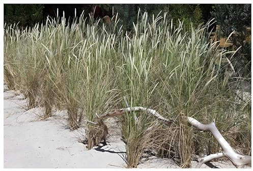 3 x Ammophila arenaria im 1 Liter Topf (Ziergras/Gräser/Winterhart/Mehrjährig/Immergrün/Staude) Strandhafer - Dünengras - Holen Sie sich ihr Urlaubsfeeling in den Garten - von Stauden Gänge