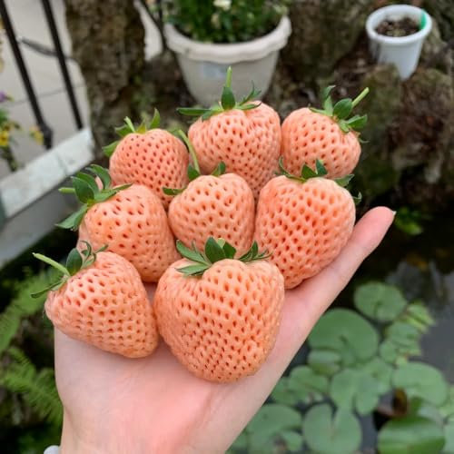 200 pcs erdbeeren samen mehrjährig, erdbeer samen winterharte pflanzen für balkon, extrem winterharte kübelpflanzen erdbeersamen - Fragaria ananassa - seltene pflanzen, samen bio obstbaum,