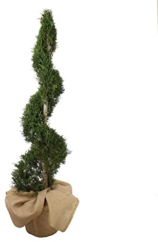 KENTIS - Cupressocyparis Leylandii - Ciprés Espiral - H 140-160 cm Maceta Ø 30 cm (Cupressocyparis Leylandii 'Castlewellan Gold', Jarrón de Ø 30 cm con Yute)