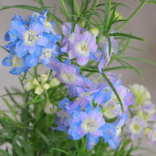 semi resistenti del delphinium, delphinium da giardino, d'appartamento Decorazione da giardino per esterno, balcone rampicanti 50pcs
