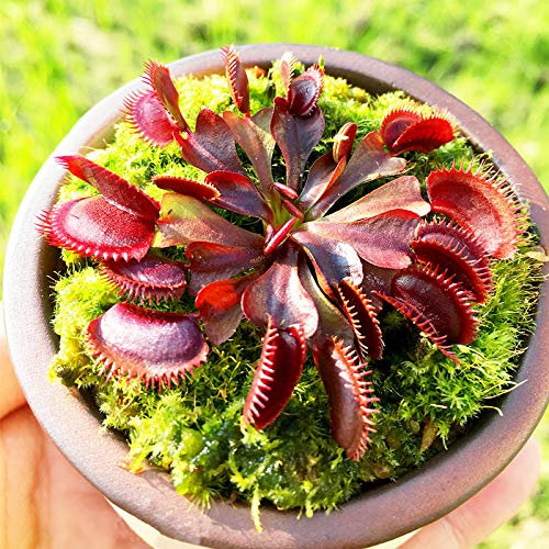 Shopvise Red Dragon Flytrap Dionaea Terrasse Carnivores Graines 30pcs