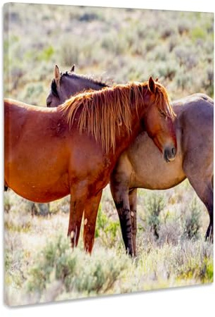 3dRose USA, Colorado, Sand Wash Basin. Close-up of wild horses. Museum Grade Canvas Wrap 8x10