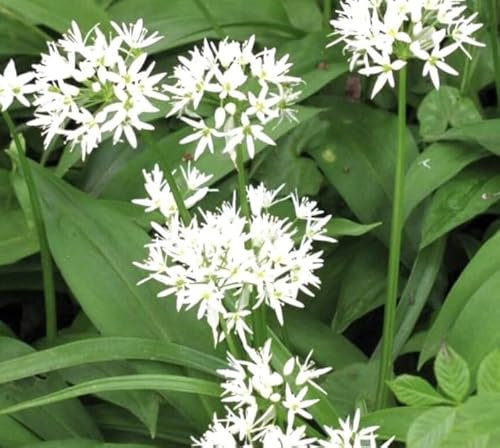 1 Pack of 10 SEEEDS Allium ursinum - Wild Garlic